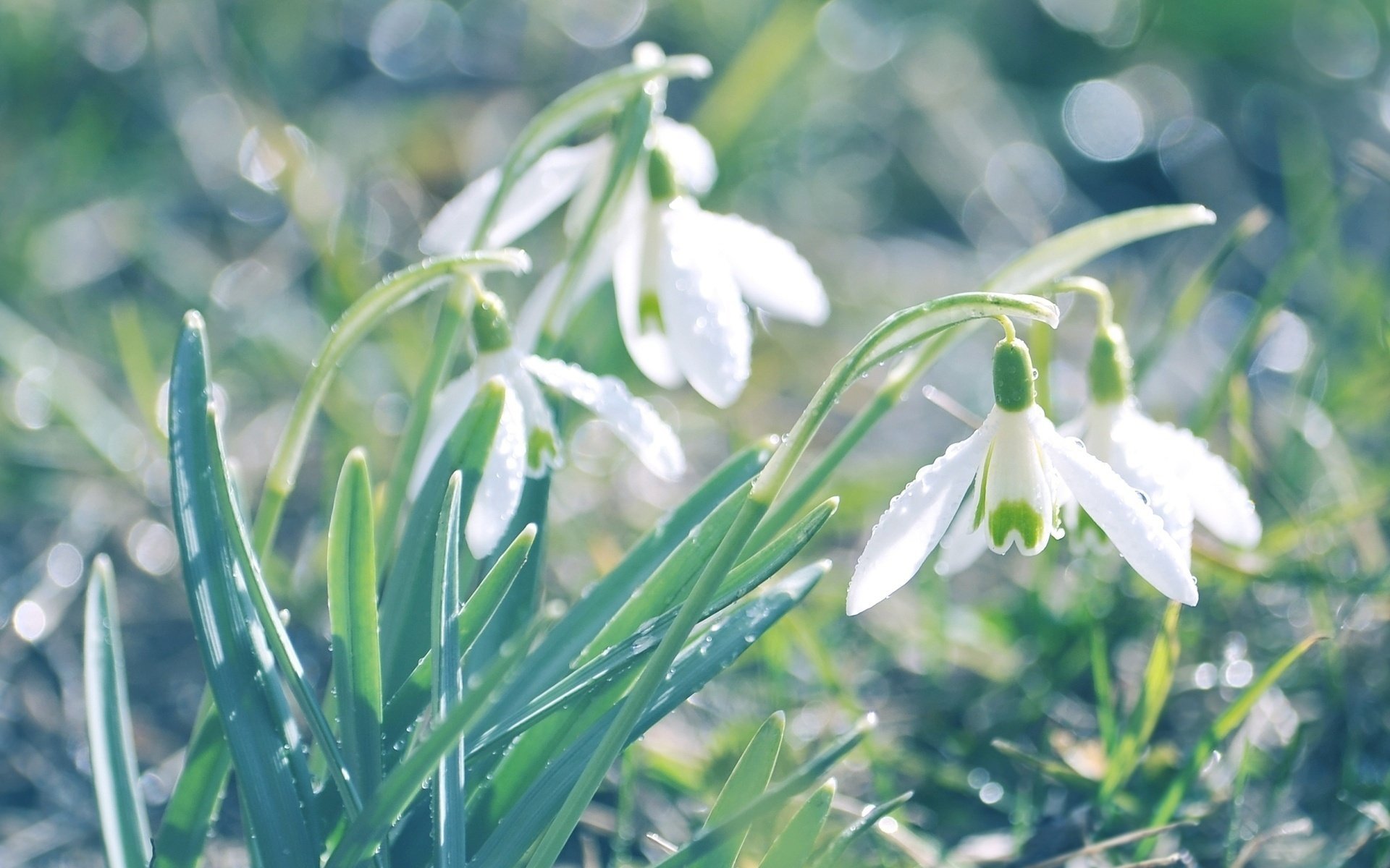 flowers snowdrops greens grass primrose white spring