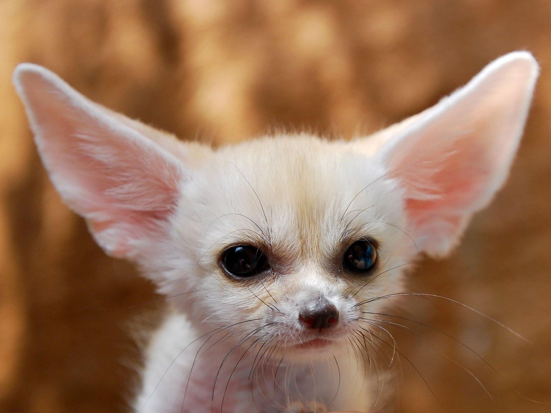 fennec fox lis fenek młode uszy wąsy oczy pies spojrzenie ciepło ciepłe tło sierść psy hau-hau-ry-ry