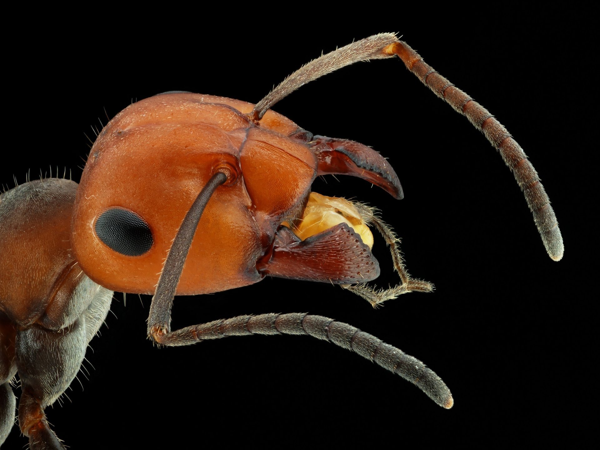 ameise kopf augen antennen makro insekten