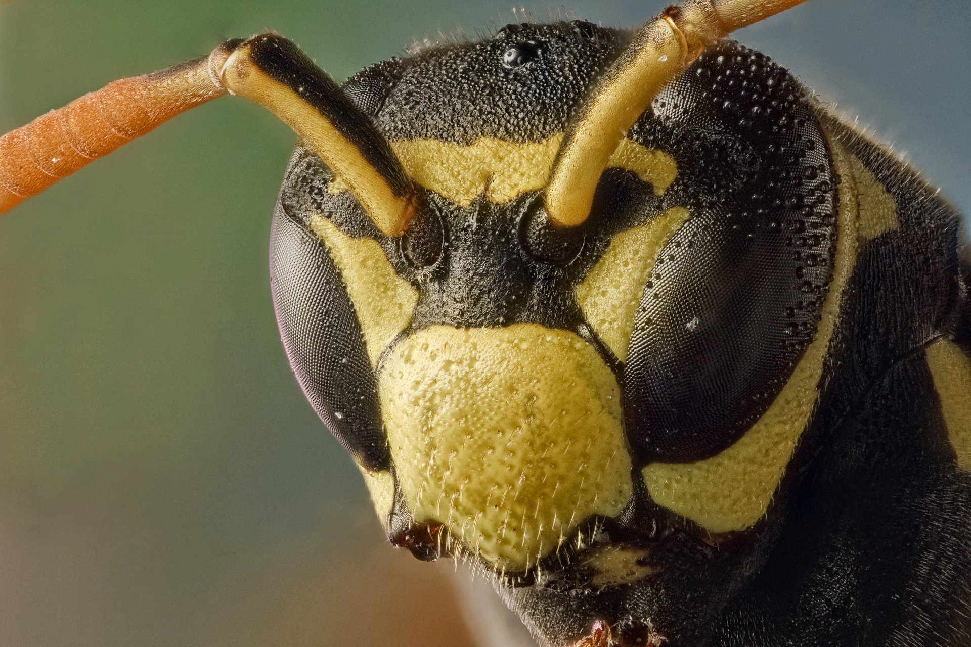 hornisse augen antennen makro insekten tiere