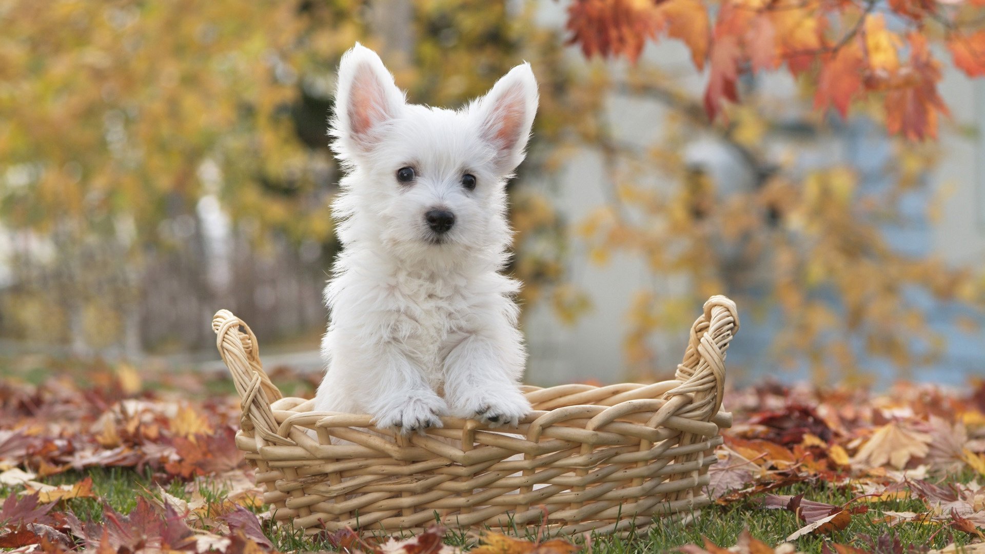 terrier puppy dog basket photo autumn earth leaves white dog foliage face terrier