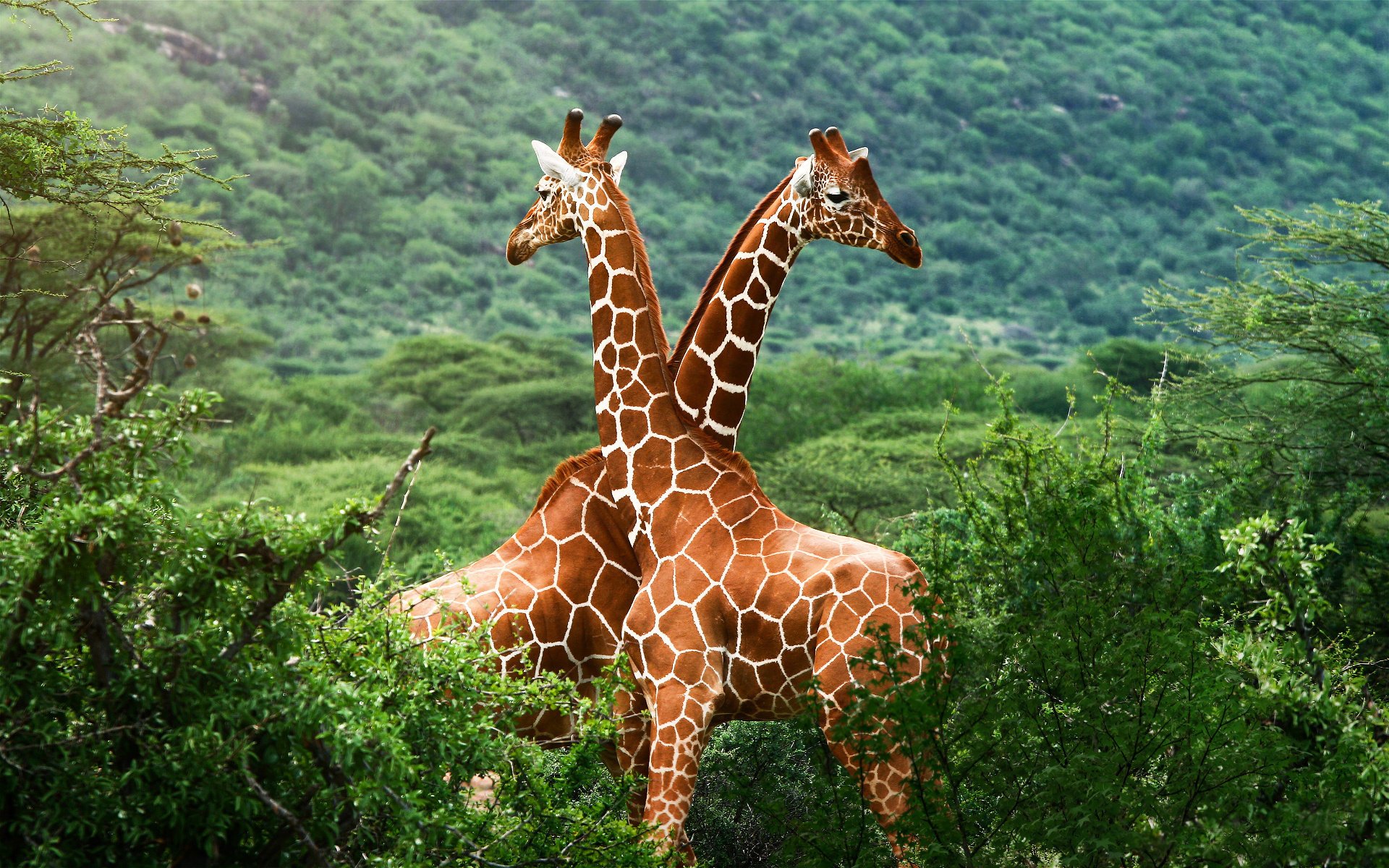 giraffes lush vegetation pair of giraffes savannah greens africa animals thickets nature ungulate