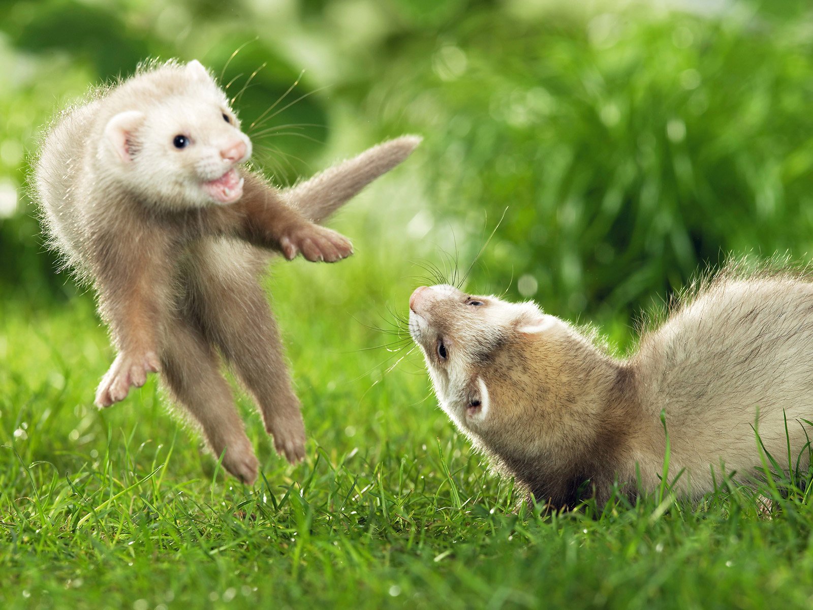 ferrets hurones salto amigos animales hierba vegetación verano naturaleza pareja