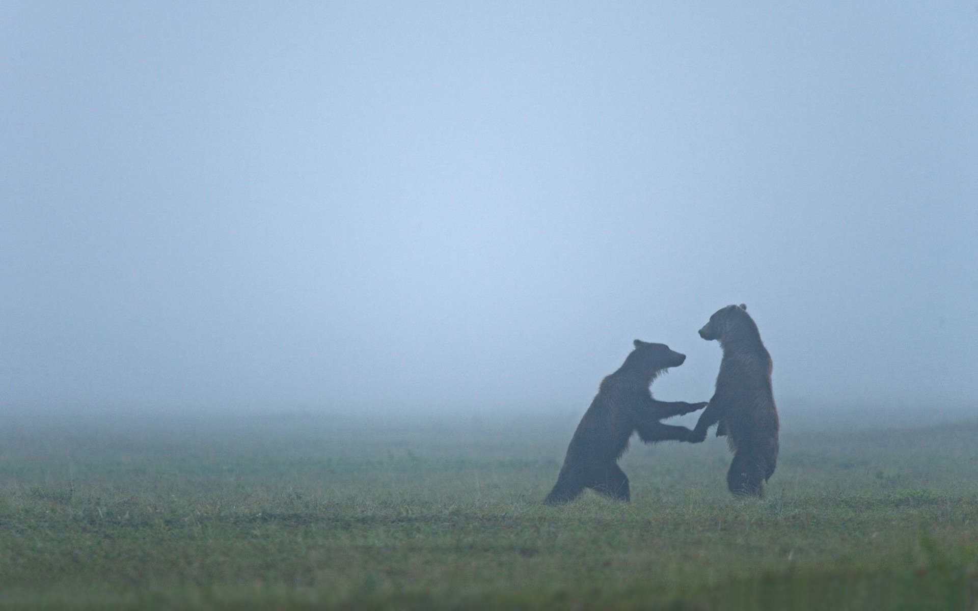 animals fogs bears haze bear field the game fog