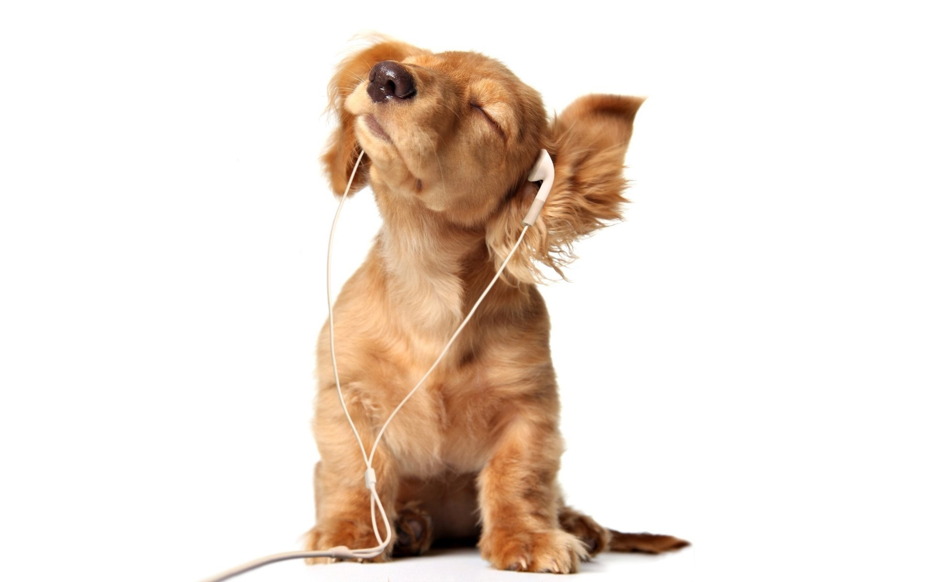 baldeet chien oreilles chiot casque fond nez nirvana fond blanc musique humeur animaux chiens gav-gav-ry