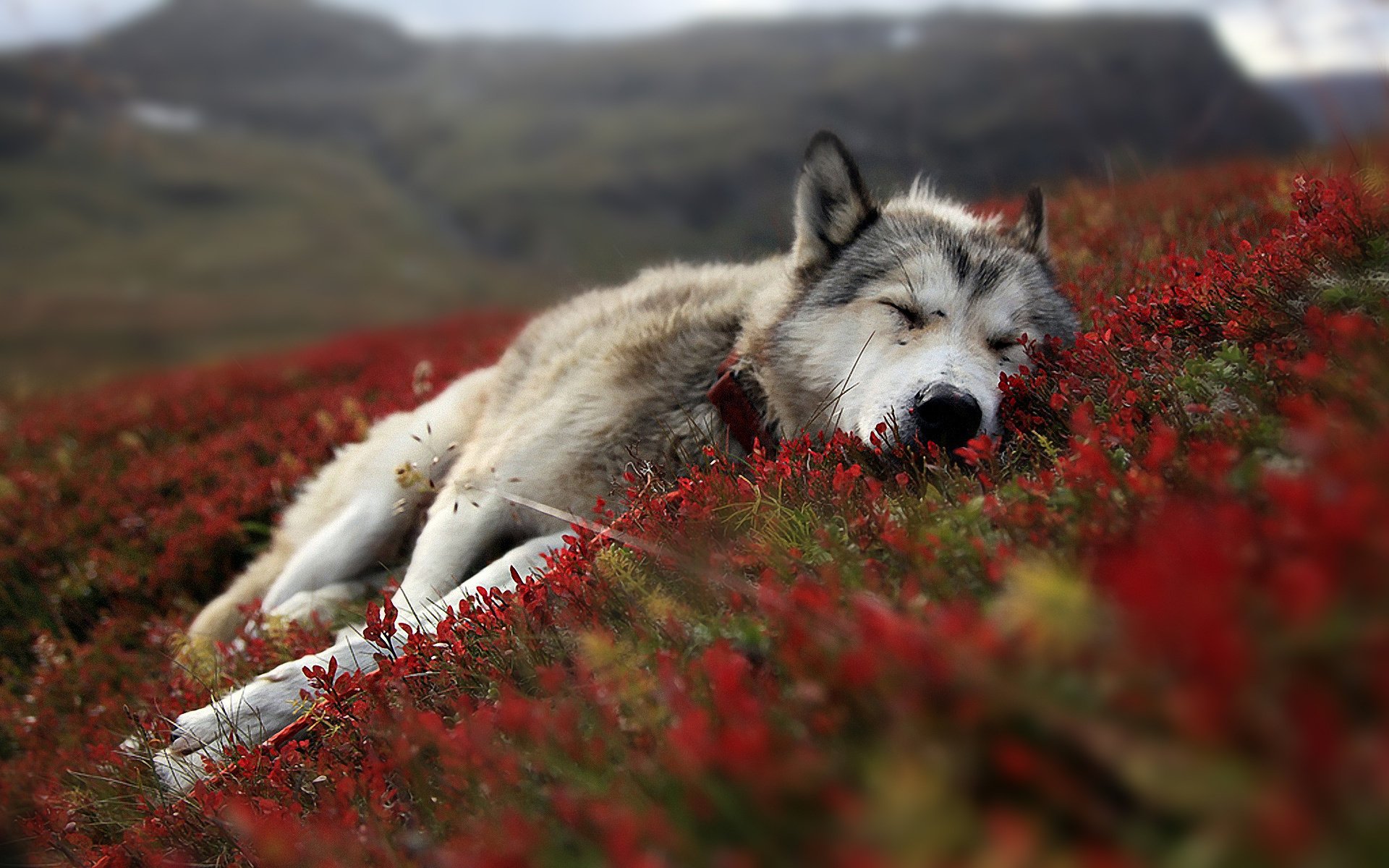 blumen hund wolf husky feld schlaf gelassenheit gaw-gaw-gaw-gaw-gaw-gaw-gaw-gaw-gaw-gaw-gaw-gaw-gaw-gaw-gaw