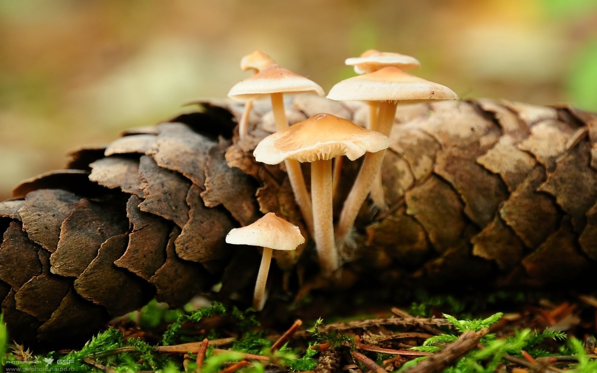 mushrooms bump spruce needles life macro