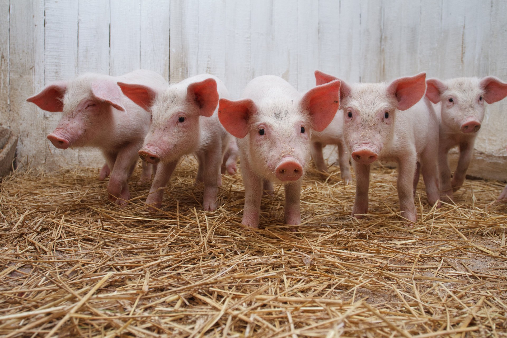 cerdos heno cerdo compañía niños pequeños animales