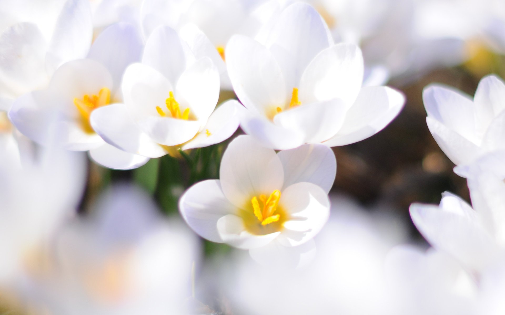 fleurs crocus printemps blanc gros plan primevère