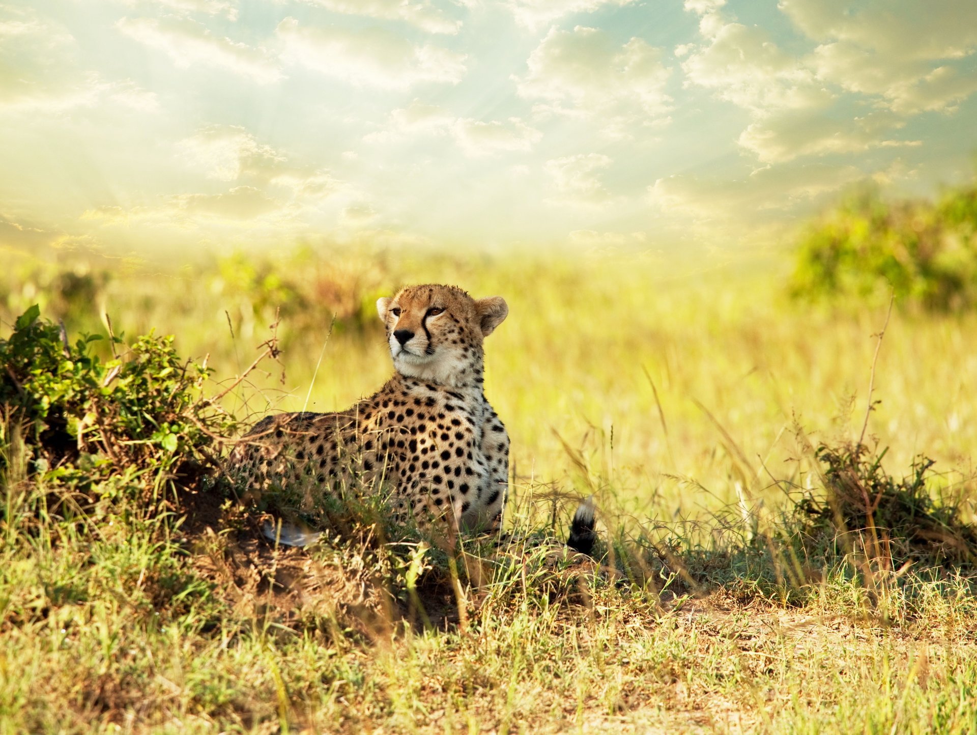 avanna view africa cheetah savanna cheetah predator field plants bushes trees sky clouds clouds sun warmth warm background