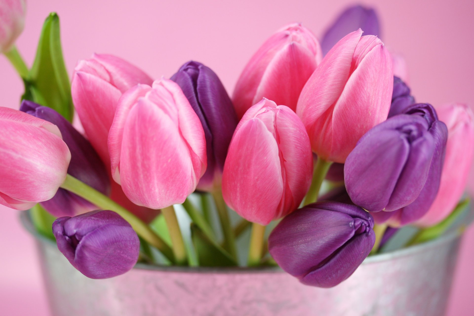 tulipes fleurs bourgeons violet rose nature