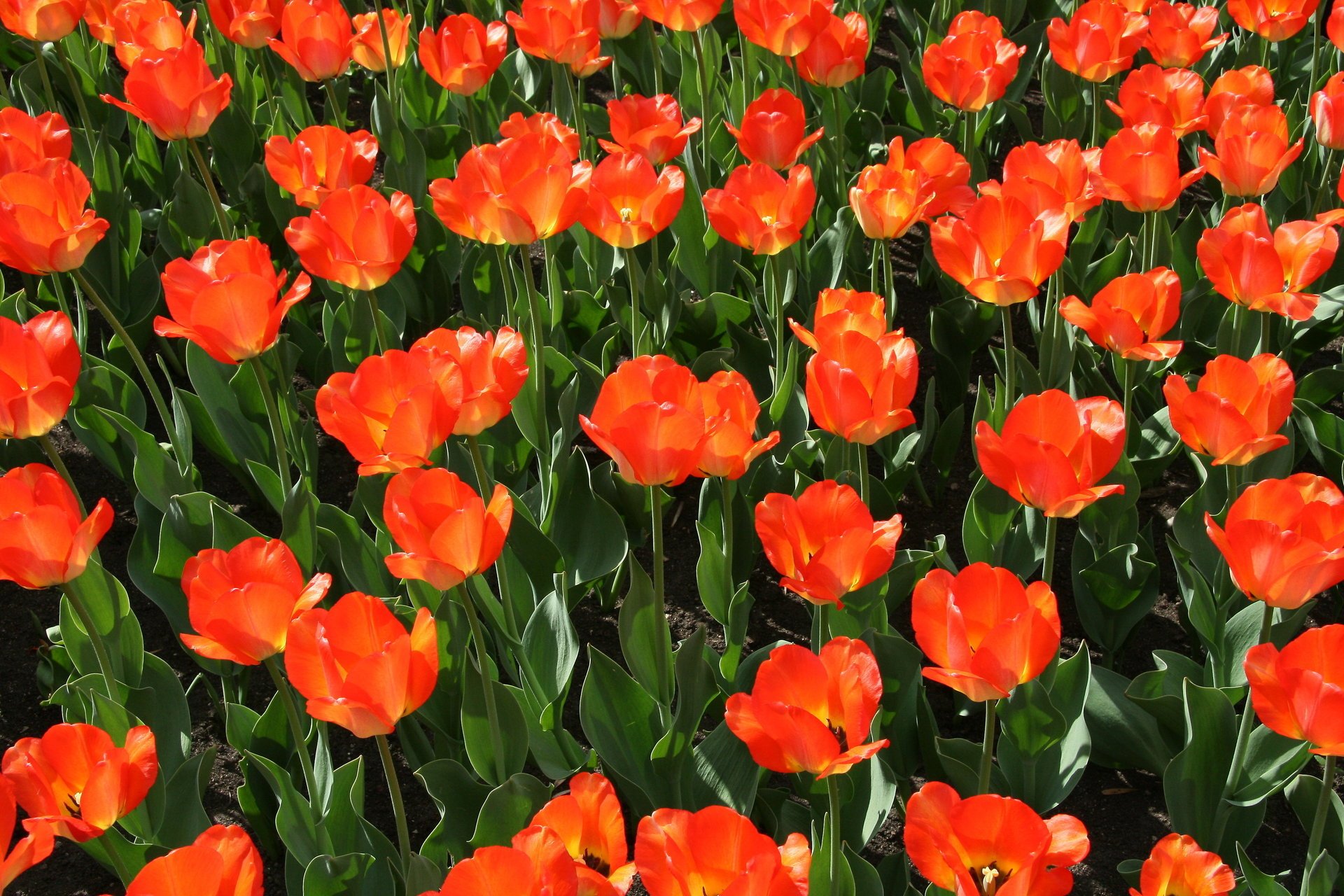 fleurs été nature tulipes rouges vacances champ de fleurs