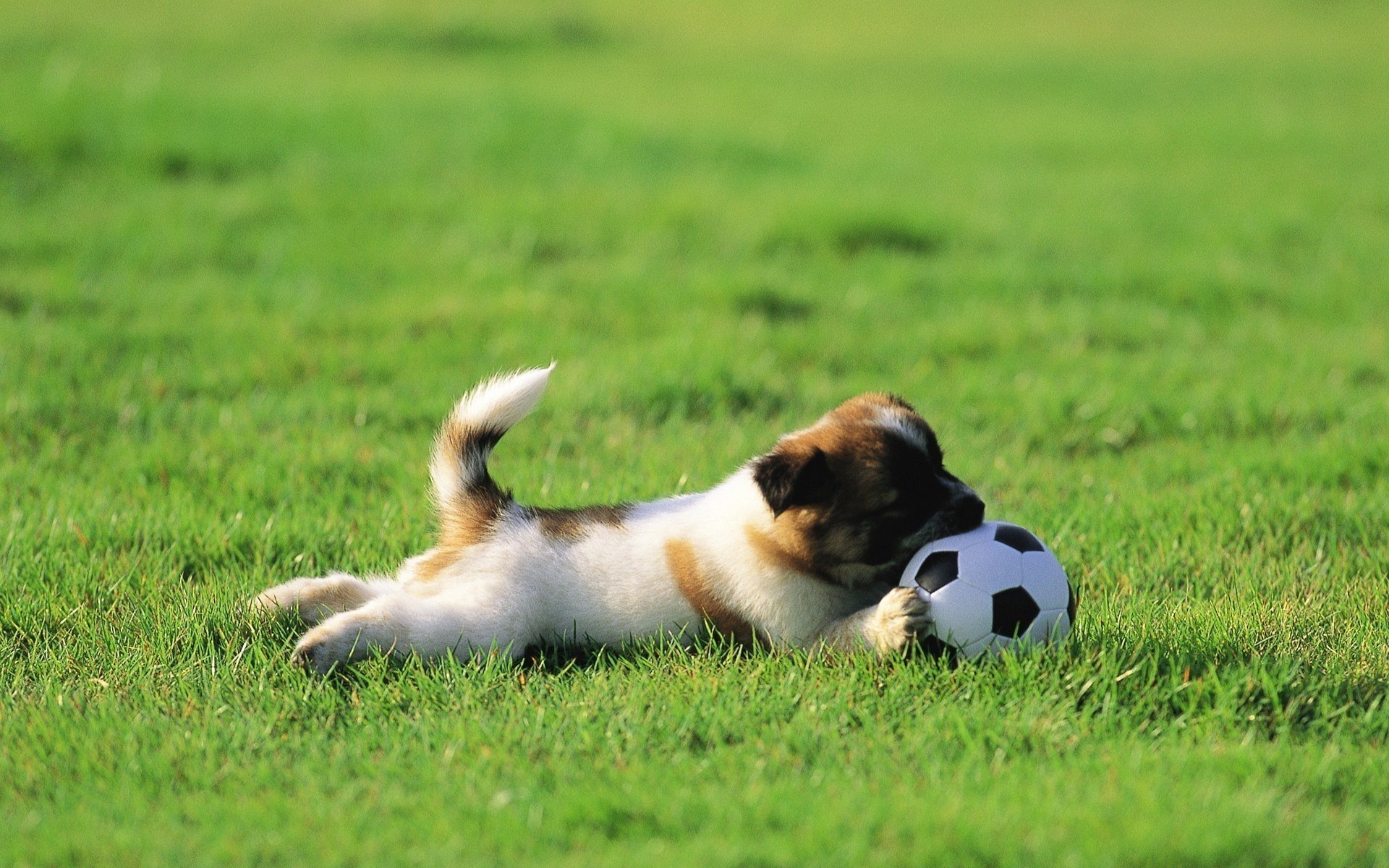 chien balle herbe chiot pelouse jouer verdure balle ballon de football queue animaux chiens