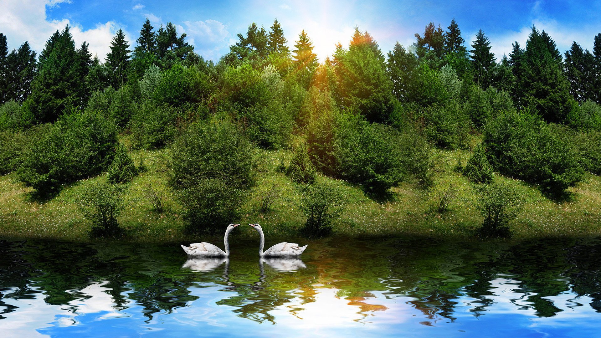 animals river reflection sun swans forest nature water birds bird