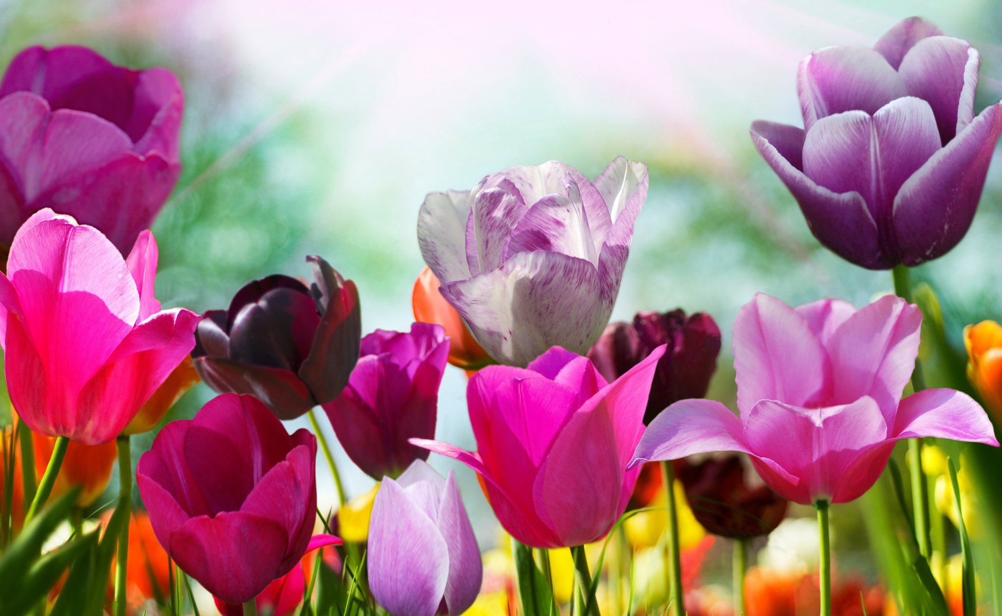 flowers tulips flower tulip petals color spring flowering