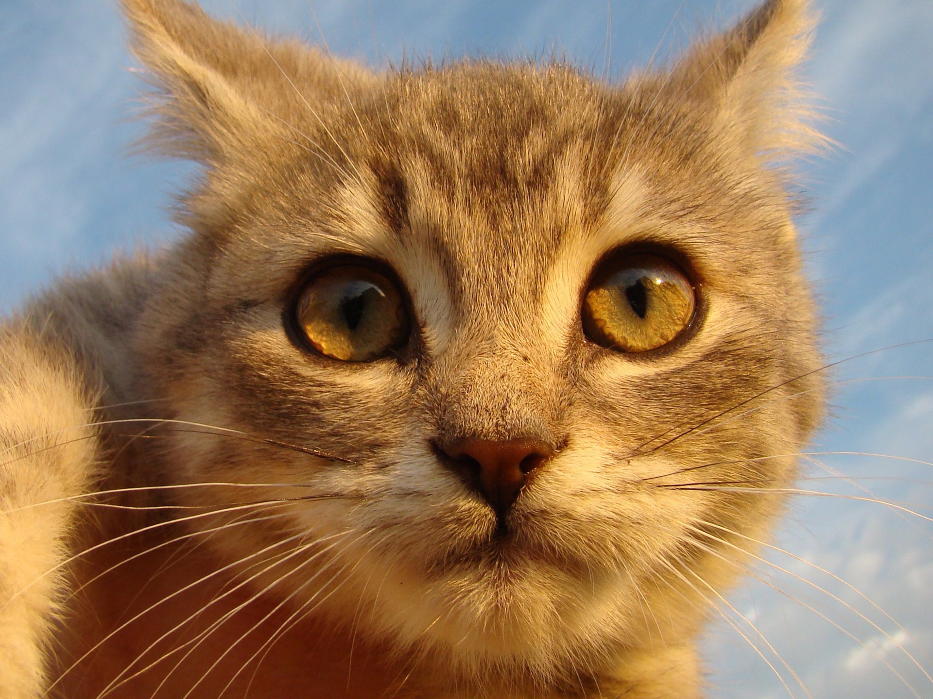 gato pelirroja mira ojos hocico nariz bigote