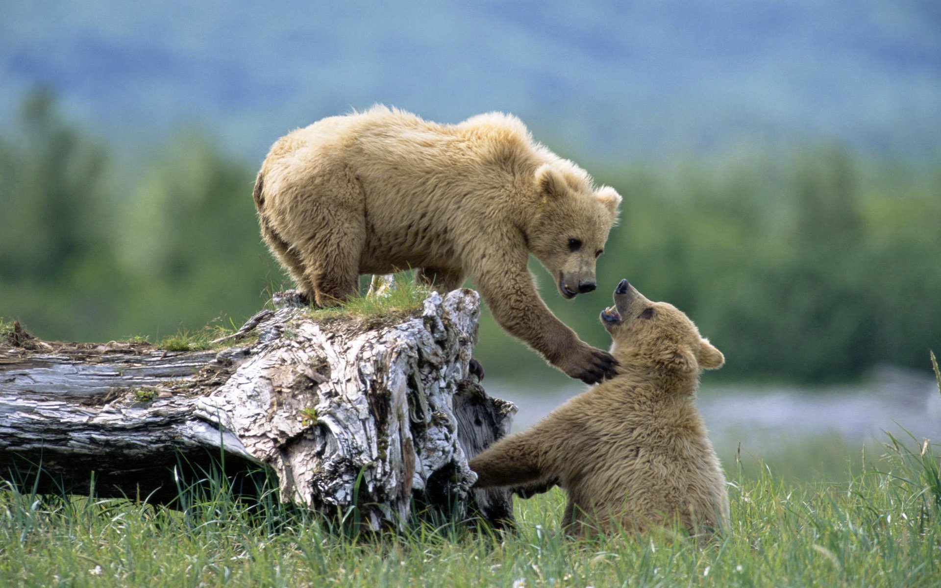 animali erba cuccioli orso orsi gioco duo piede torto