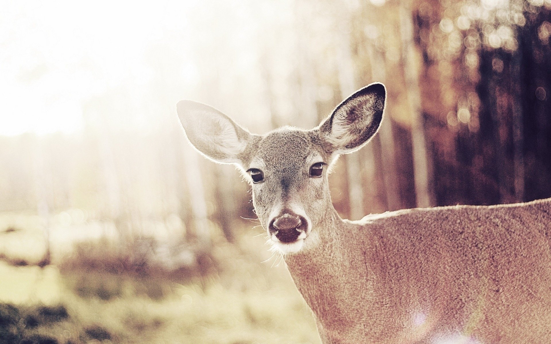 tiere hirsch weiblich bambi weibchen wild hirsch huftiere blick augen