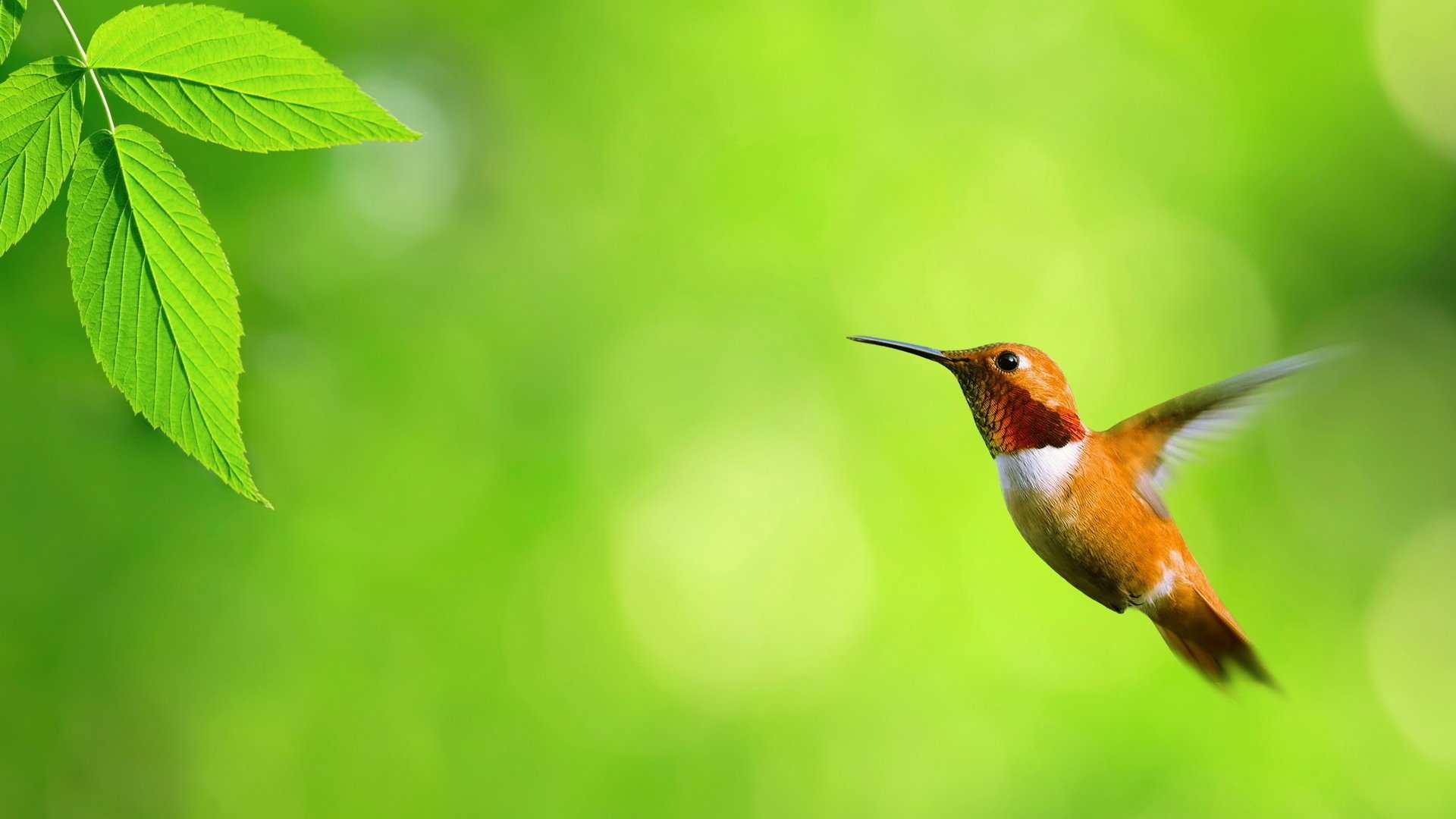 kolibri vogel makro fliegen tiere vögel