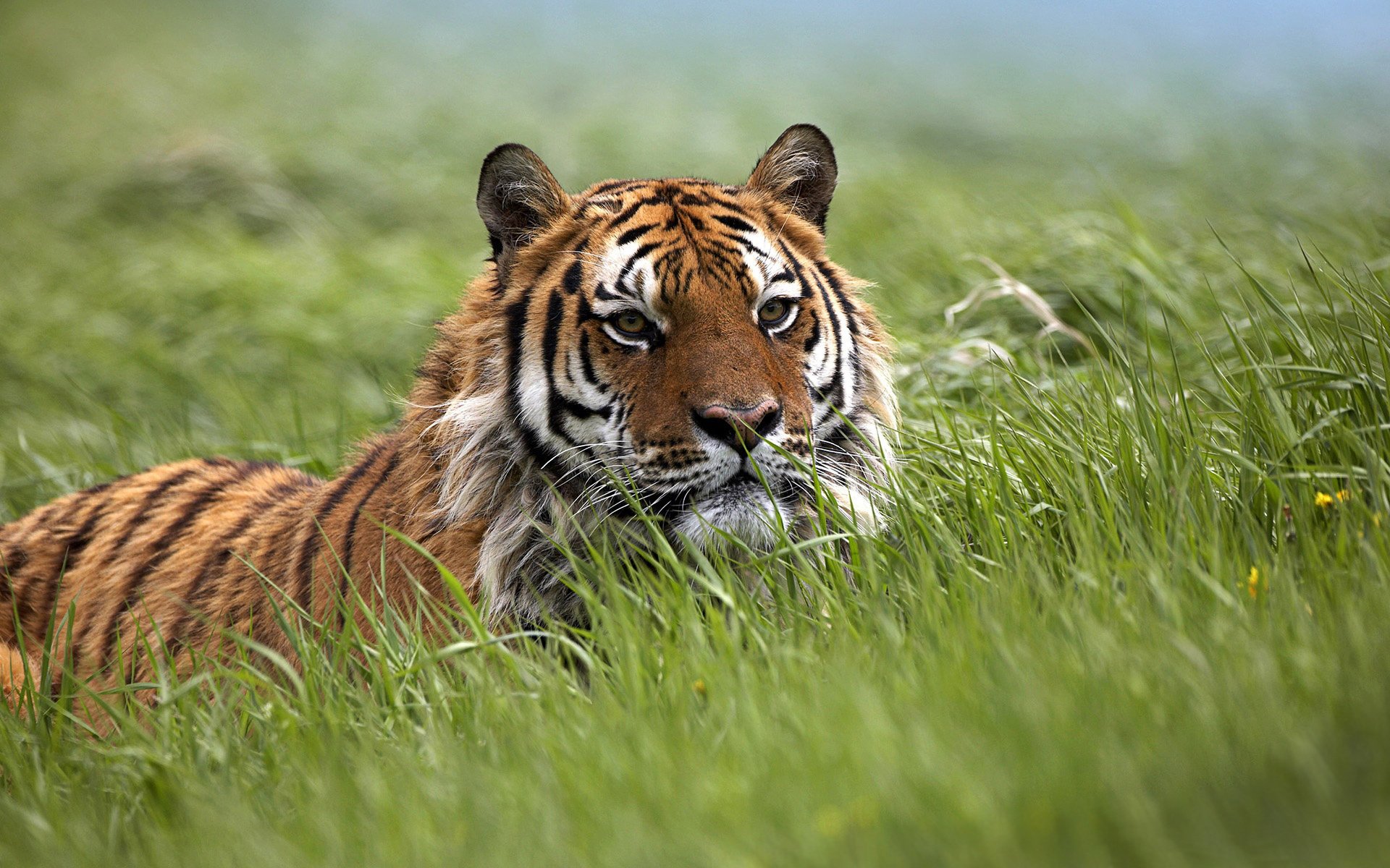 gatti selvatici campi campo steppa tigri tigri tigre animali felini vista kis-kis-meow-meow predatori