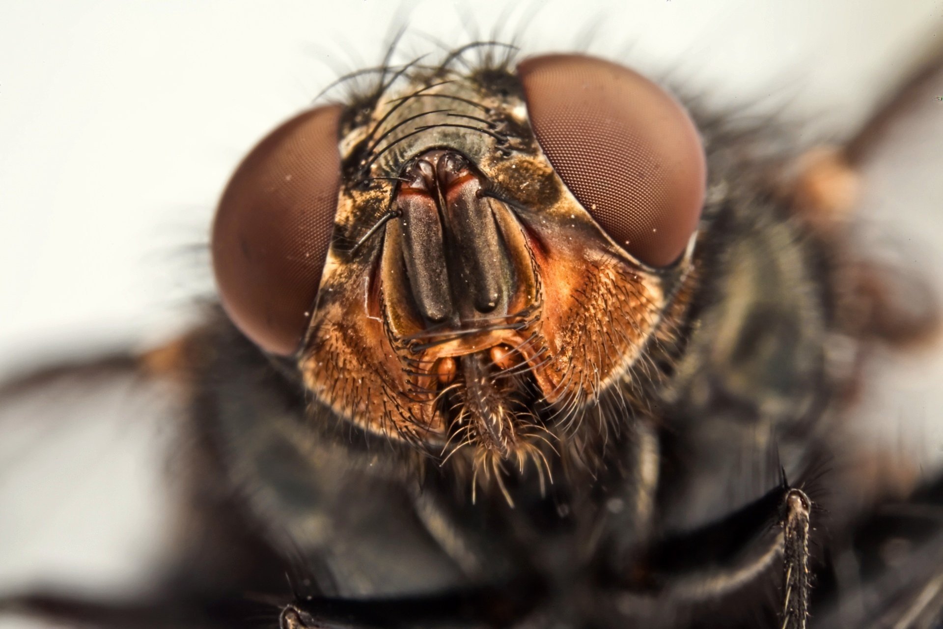 mosca ojos facetas macro animales insectos