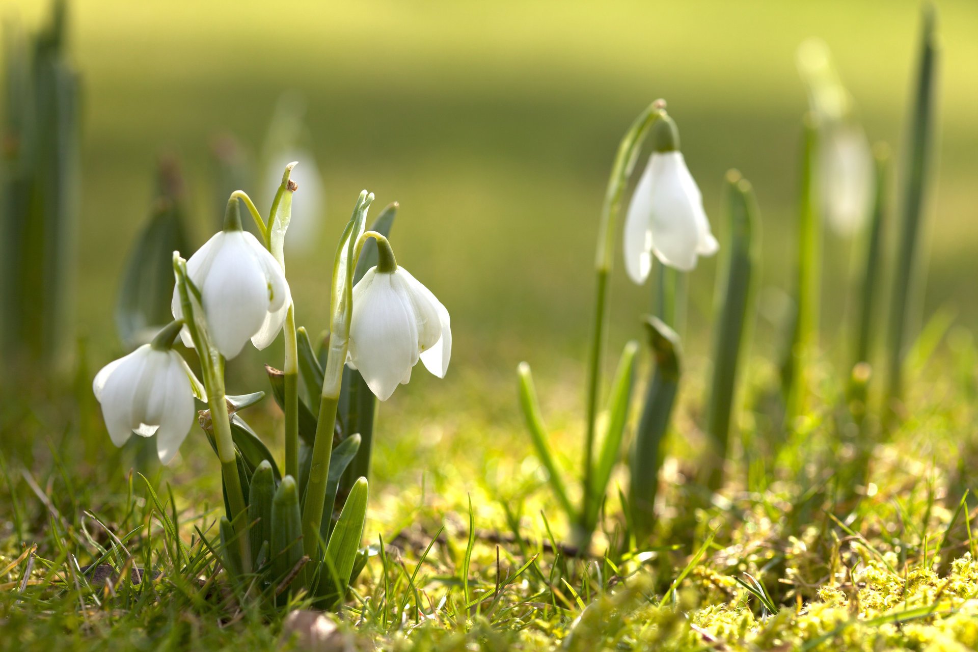 schneeglöckchen blumen primel natur frühling blüte grün frühling