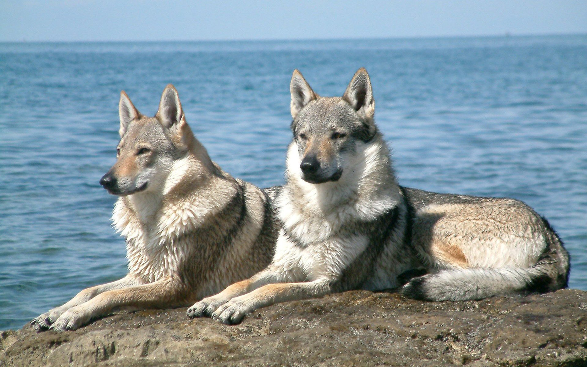 wolves lying on a rock water grey sea the sky horizon wool ears look animals dog