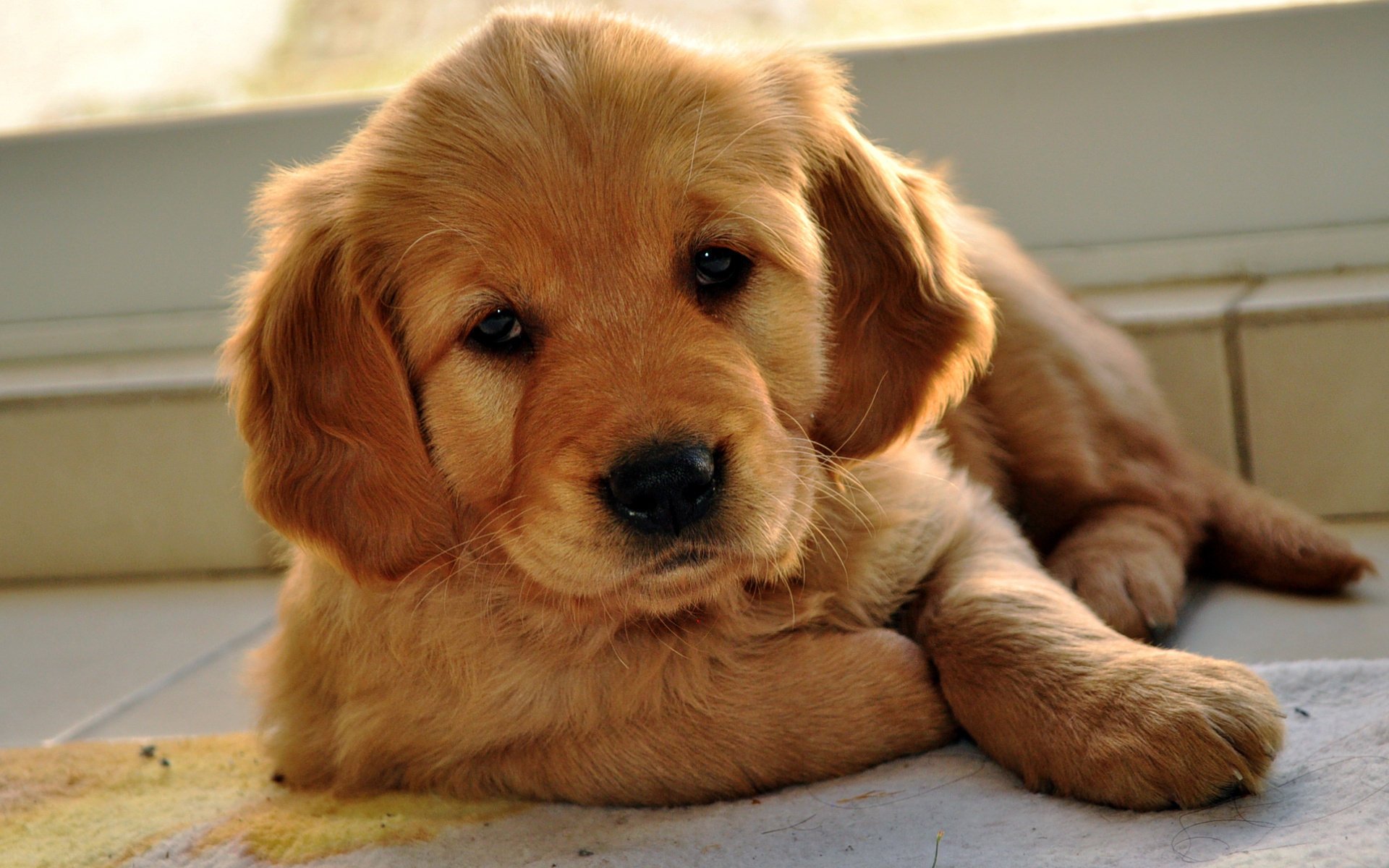 labrador retriever look chiot toutou