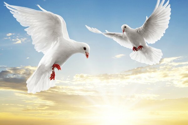 Two pigeons fly across the sky against the background of the sun