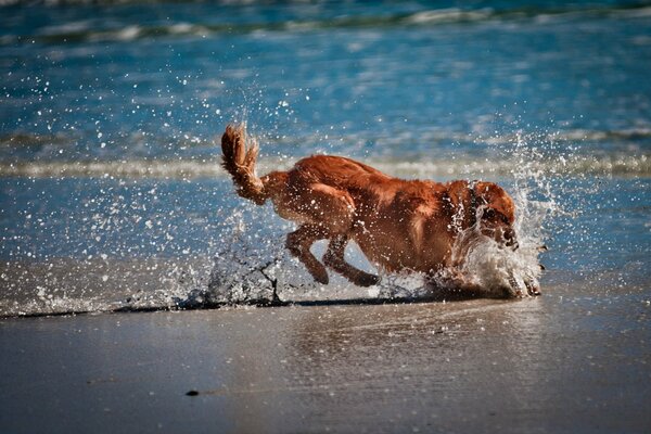 Dog on the sea playing in the sand