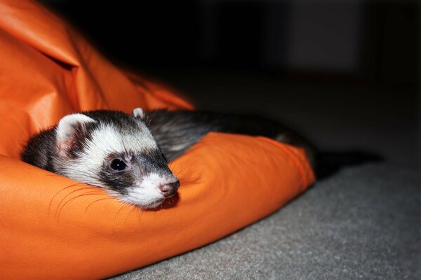 The ferret lies on the pillow and looks