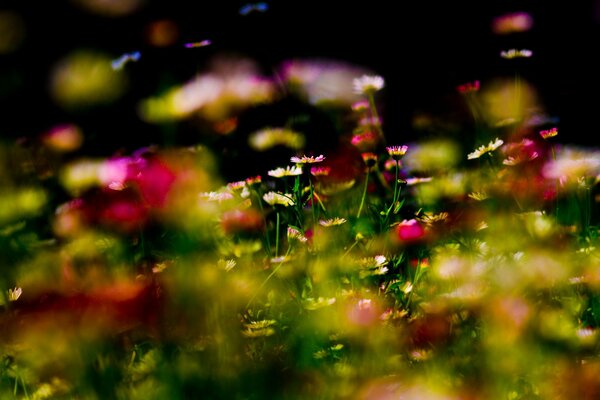 Flowers and grass on a micro camera