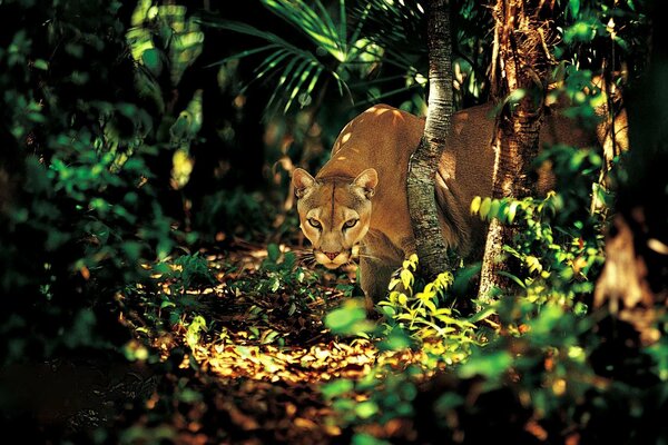 Le regard d un prédateur. Rayons de lumière dans la jungle