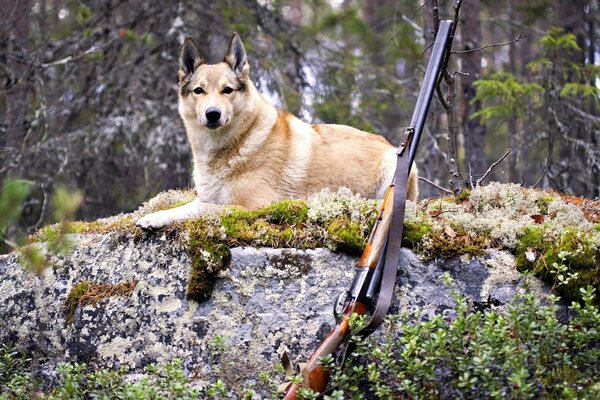 Un perro de caza descansa sobre una roca en el bosque