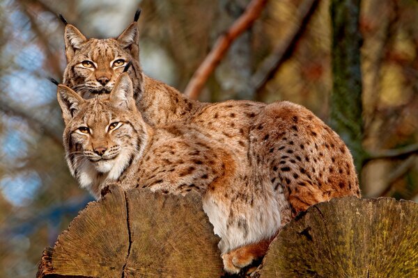 Family happiness of a lynx in a tree