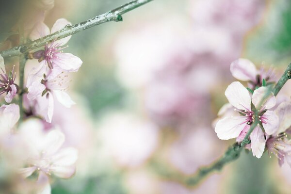 Floral wallpaper with juicy cherry petals