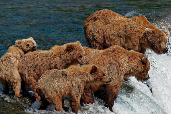 Famille d ours avec des oursons à la pêche