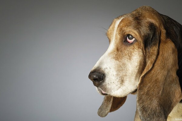 Beleidigter Basset-Blick auf grauem Hintergrund