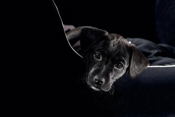 Chien noir dans un hamac sur fond noir