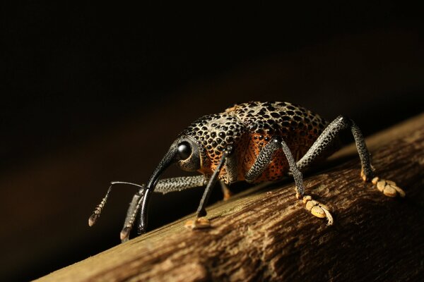 Gorgojo araña en un árbol sobre un fondo negro