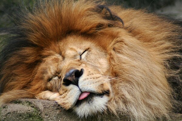 The lion is sleeping soundly on a rock