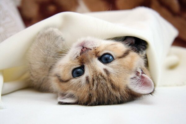 The kitten is basking under the blanket on his back