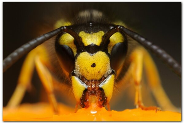 Insect tangerine hornet head