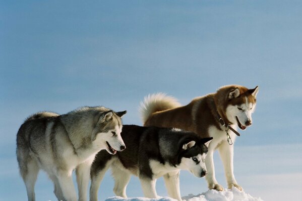 Three colorful huskies in the snow