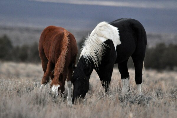 A pair of the most beautiful horses in the pasture