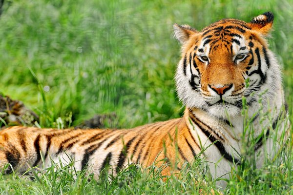 Tigre rayado descansa en la hierba