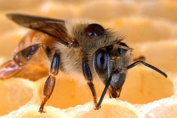 A bee is sitting on a honeycomb close-up