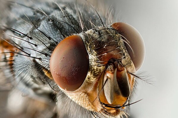 Insecto marido cabeza y ojos