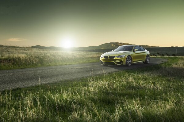 Yellow boomer at dawn in the meadows