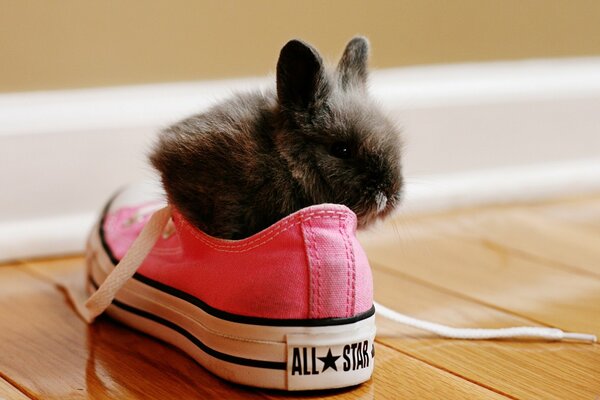 Kleines Kaninchen in rosa Sneakers auf dem Boden